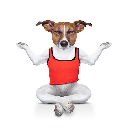 yoga dog posing in a relaxing pose with both arms open and closed eyes, isolated on white background Stock Photo - Budget Royalty-Free & Subscription, Code: 400-07817144