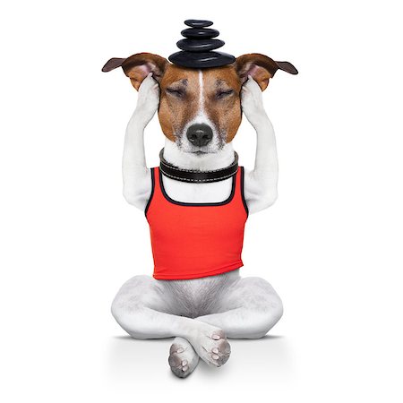 yoga dog posing in a relaxing pose with hot stones balancing on head , isolated on white background Stock Photo - Budget Royalty-Free & Subscription, Code: 400-07817145