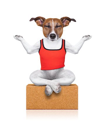 dog sitting relaxed with closed eyes on a yoga brick , isolated on white background Stock Photo - Budget Royalty-Free & Subscription, Code: 400-07817141