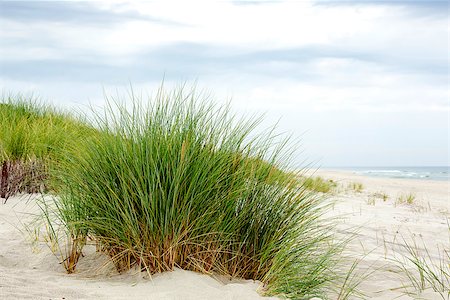 Grass on the dunes at the Baltic Sea coast in Jurata in Poland Foto de stock - Royalty-Free Super Valor e Assinatura, Número: 400-07817150