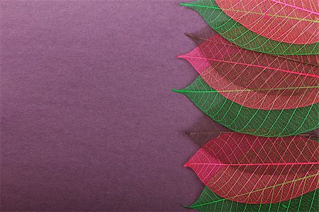 simsearch:400-07818732,k - Violet cardboard background with ornate leaves. Stock photo Stock Photo - Budget Royalty-Free & Subscription, Code: 400-07817216