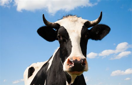 Portrait of a Dutch cow Stock Photo - Budget Royalty-Free & Subscription, Code: 400-07817260