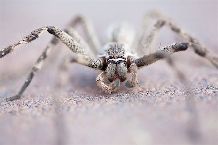 Common rain spider, also known as huntsman spider, on brick pavement with selective focus Stock Photo - Budget Royalty-Free & Subscription, Code: 400-07817315