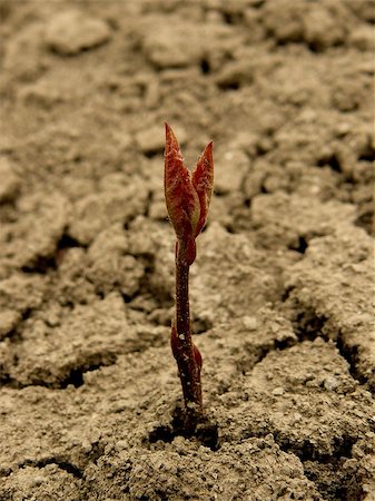 just germinated small red oak tree seedling Stock Photo - Budget Royalty-Free & Subscription, Code: 400-07817515