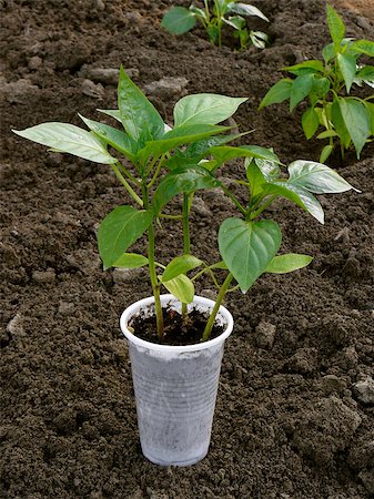 simsearch:400-07302217,k - pepper seedlings ready for transplanting to bed Stock Photo - Budget Royalty-Free & Subscription, Code: 400-07817516