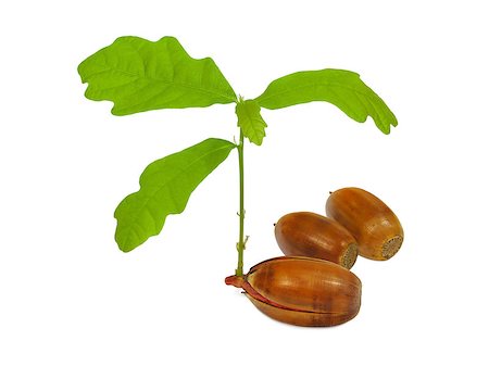 simsearch:400-07577622,k - Young oak tree growing from acorn. Photographie de stock - Aubaine LD & Abonnement, Code: 400-07817609