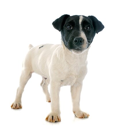 simsearch:400-06067708,k - portrait of a purebred puppy jack russel terrier in studio Photographie de stock - Aubaine LD & Abonnement, Code: 400-07817738