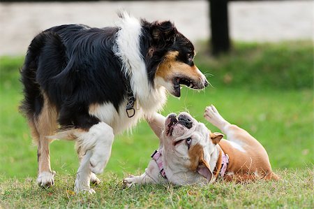 dogs, of different race, playing on a green lawn during summer Stock Photo - Budget Royalty-Free & Subscription, Code: 400-07817753