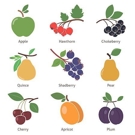 saskatoon - Fruits and berries. Set. Vector for your design Stock Photo - Budget Royalty-Free & Subscription, Code: 400-07817842