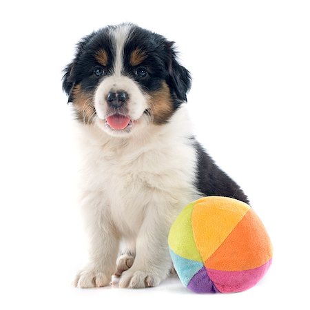 simsearch:400-07299217,k - purebred puppy australian shepherd  in front of white background Photographie de stock - Aubaine LD & Abonnement, Code: 400-07818156