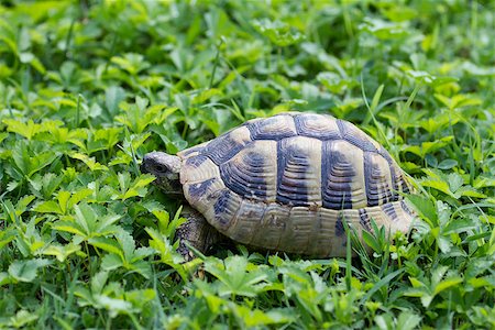 simsearch:400-07822203,k - Brown turtle creeps on green grass sunny summer afternoon. Stock Photo - Budget Royalty-Free & Subscription, Code: 400-07818246