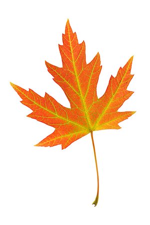 silver maple - Orange leaf of Silver maple on white background. Acer saccharinum. Stock Photo - Budget Royalty-Free & Subscription, Code: 400-07818279
