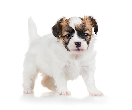 simsearch:400-05722368,k - Cute small puppy of breed papillon standing on white background (one month) Stock Photo - Budget Royalty-Free & Subscription, Code: 400-07818471