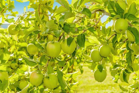 Green apples hanging on the tree  (Annapolis Valley, Nova Scotia, Canada) Photographie de stock - Aubaine LD & Abonnement, Code: 400-07818870