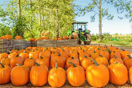 Freshly Picked Pumpkins In Early Fall (Annapolis Valley, Nova Scotia, Canada) Photographie de stock - Aubaine LD & Abonnement, Code: 400-07818872