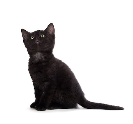 simsearch:400-07250073,k - Scary black kitten with green eyes isolated on white. Stock Photo - Budget Royalty-Free & Subscription, Code: 400-07818957