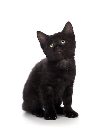simsearch:400-07250071,k - Scary black kitten with green eyes isolated on white. Photographie de stock - Aubaine LD & Abonnement, Code: 400-07818958
