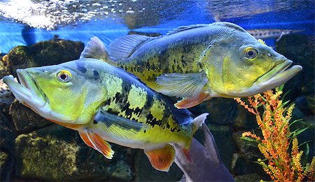 Cichla grouper fish in the aquarium Stock Photo - Budget Royalty-Free & Subscription, Code: 400-07819019