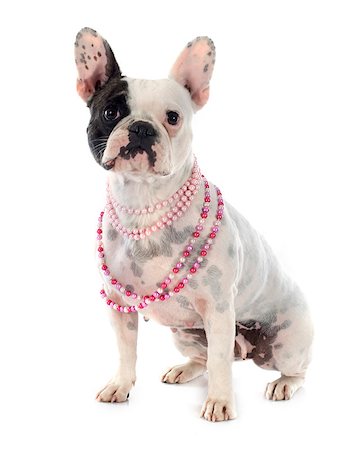 dogs with jewelry - french bulldog in front of white background Stock Photo - Budget Royalty-Free & Subscription, Code: 400-07819092
