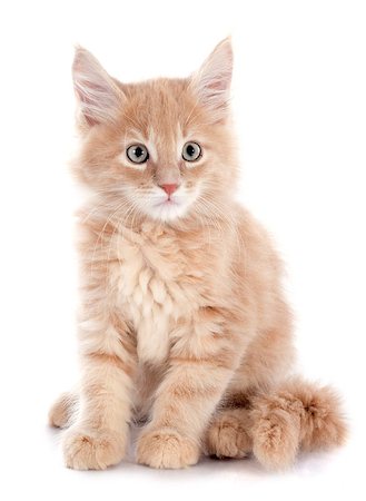 simsearch:400-06857345,k - portrait of a purebred  maine coon kitten on a white background Photographie de stock - Aubaine LD & Abonnement, Code: 400-07819106