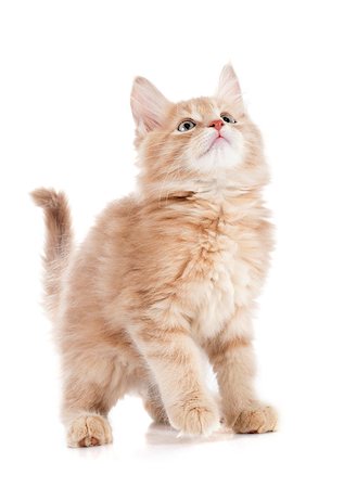 simsearch:400-07823005,k - portrait of a purebred  maine coon kitten on a white background Photographie de stock - Aubaine LD & Abonnement, Code: 400-07819107