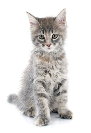 simsearch:400-07823005,k - portrait of a purebred  maine coon kitten on a white background Photographie de stock - Aubaine LD & Abonnement, Code: 400-07819108