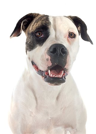 simsearch:400-06565918,k - portrait of a purebred american bulldog  on a white background Photographie de stock - Aubaine LD & Abonnement, Code: 400-07819100