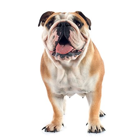 english bulldogs - english bulldog in front of white background Stock Photo - Budget Royalty-Free & Subscription, Code: 400-07819102