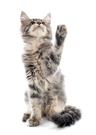 simsearch:400-06857345,k - portrait of a purebred  maine coon kitten on a white background Photographie de stock - Aubaine LD & Abonnement, Code: 400-07819119