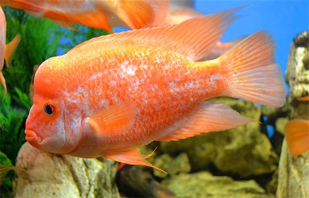 simsearch:400-07524567,k - fish Cichlasoma Stock Photo - Budget Royalty-Free & Subscription, Code: 400-07819124