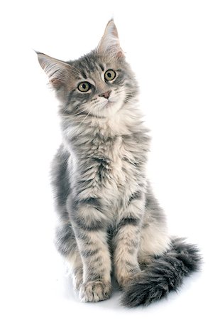 simsearch:400-07124274,k - portrait of a purebred  maine coon kitten on a white background Foto de stock - Super Valor sin royalties y Suscripción, Código: 400-07819120