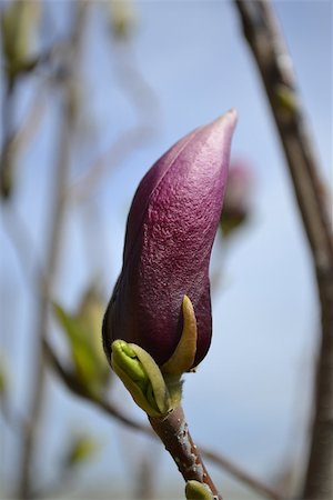 simsearch:700-00556725,k - Pink magnolia flower bud closeup Stock Photo - Budget Royalty-Free & Subscription, Code: 400-07819156