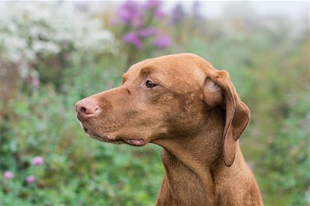 simsearch:400-04746113,k - A female Vizsla dog (Hungarian Pointer) stares into the distance. Foto de stock - Royalty-Free Super Valor e Assinatura, Número: 400-07819229