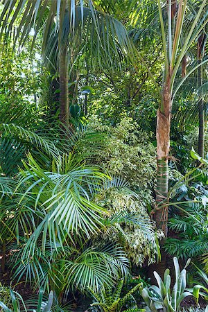 simsearch:400-06633565,k - Beautiful summer city park grove    with subtropical plants Fotografie stock - Microstock e Abbonamento, Codice: 400-07819246