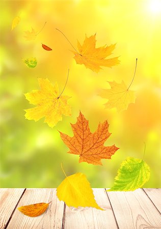 Flying autumn leaves of a birch, maple and barberry Stock Photo - Budget Royalty-Free & Subscription, Code: 400-07819277