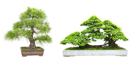 Collection of bonsai. Isolated on white background Stock Photo - Budget Royalty-Free & Subscription, Code: 400-07819297