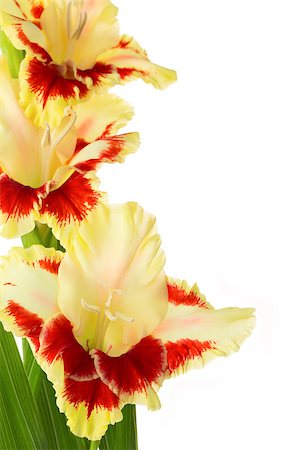 Bright fresh red and yellow gladiolus isolated on white \ vertical Foto de stock - Royalty-Free Super Valor e Assinatura, Número: 400-07819718