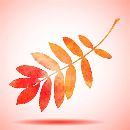 drawn images of maple leaves - Orange watercolor painted vector rowan tree leaf. Also available as a Vector in Adobe illustrator EPS format, compressed in a zip file. The vector version be scaled to any size without loss of quality. Stock Photo - Budget Royalty-Free & Subscription, Code: 400-07824071