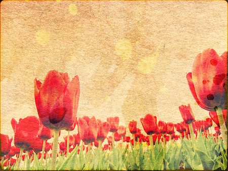 simsearch:400-05923102,k - Textured old stained paper background with red tulips. Stockbilder - Microstock & Abonnement, Bildnummer: 400-07824102