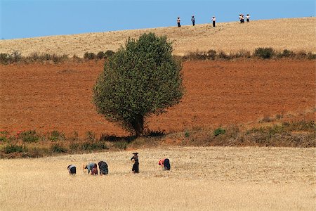 pindaya - Farmers on the country of Maanmar Stockbilder - Microstock & Abonnement, Bildnummer: 400-07824125