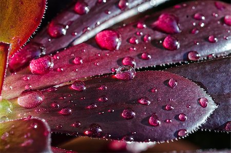 echeveria - Waterdrops on an aeonium succulent in close up / macro shot Stock Photo - Budget Royalty-Free & Subscription, Code: 400-07824303