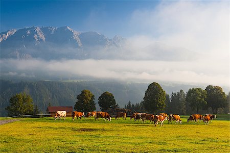 simsearch:400-07211148,k - On a farm in the high mountains in Austria Fotografie stock - Microstock e Abbonamento, Codice: 400-07824355