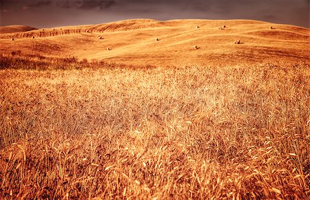 Golden dry wheat hills with haystack on it, organic nutrition, bread production in Italy, agricultural landscape, autumn harvest season concept Stock Photo - Budget Royalty-Free & Subscription, Code: 400-07824569