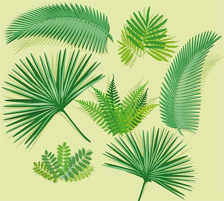 Palm frond with fern Photographie de stock - Aubaine LD & Abonnement, Code: 400-07824665