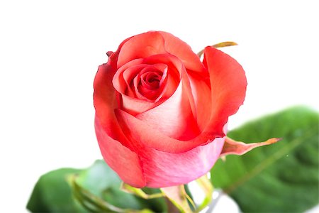 simsearch:400-03941928,k - beautiful fresh rose bud closeup Photographie de stock - Aubaine LD & Abonnement, Code: 400-07825056