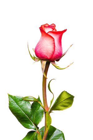 single red rose bud - Pink rose closeup on a white background Stock Photo - Budget Royalty-Free & Subscription, Code: 400-07825058