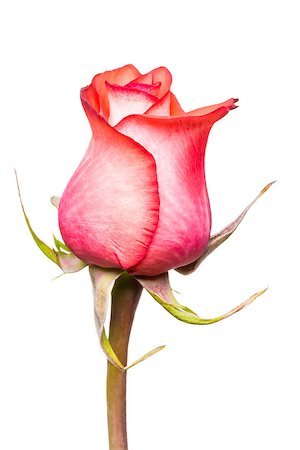 single red rose bud - macro of a beautiful roses on a white background Stock Photo - Budget Royalty-Free & Subscription, Code: 400-07825059