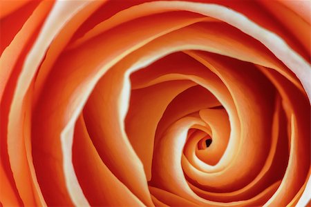 spiral of a rosebud Photographie de stock - Aubaine LD & Abonnement, Code: 400-07825350