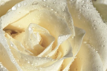 wet white rose Photographie de stock - Aubaine LD & Abonnement, Code: 400-07825353