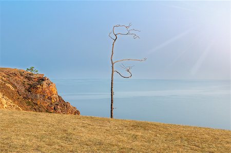 Lonely tree on a cliff Stock Photo - Budget Royalty-Free & Subscription, Code: 400-07825622